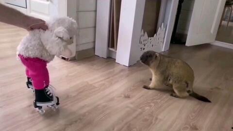 绑老鼠搞笑视频,搞笑视频带你领略动物界的幽默瞬间