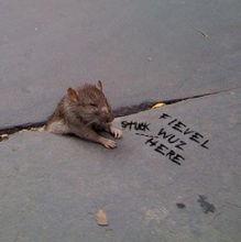 绑老鼠搞笑视频,搞笑视频带你领略动物界的幽默瞬间 第3张 绑老鼠搞笑视频,搞笑视频带你领略动物界的幽默瞬间 第3张