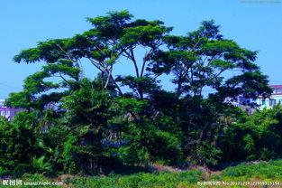 田树照片  第2张