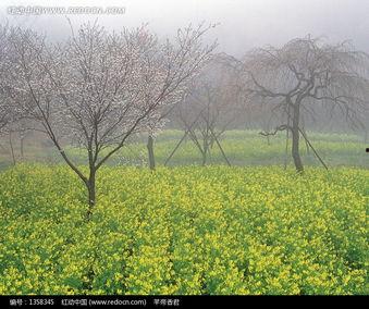 田树照片  第3张