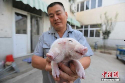 猪脑子图片,探寻动物大脑的奥秘