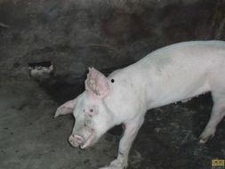 猪脑子图片,探寻动物大脑的奥秘  第2张