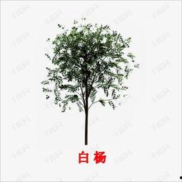 白杨背景资料,坚韧不拔的象征，探寻其背后的故事与精神  第2张